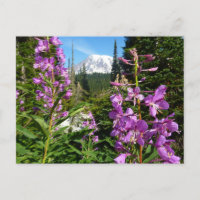 Rainier zwischen Lila Phlox-Blume