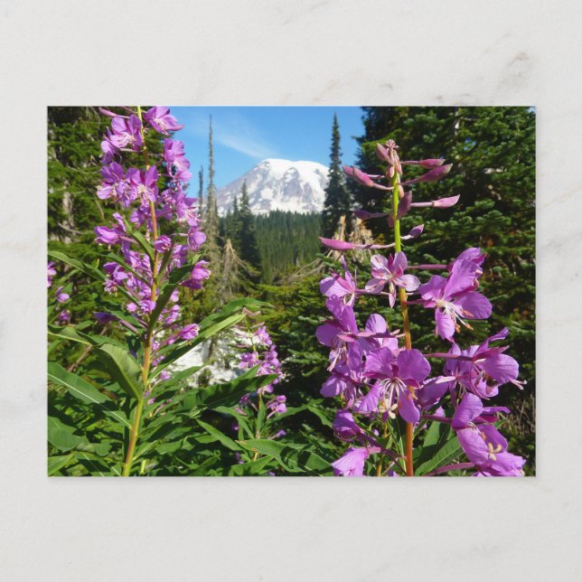 Rainier zwischen Lila Phlox-Blume Postkarte (Vorderseite)
