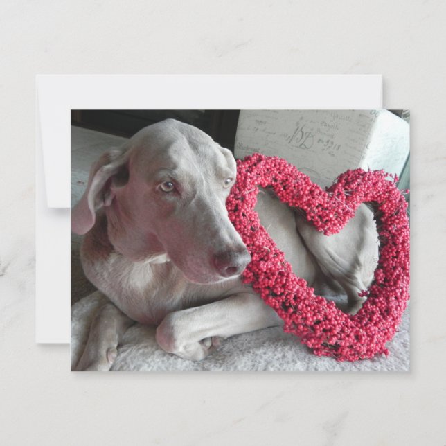 Rain's Love - Weimaraner Chien Valentine - Carte P (Devant)