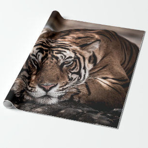 Rainthambourde wilde männliche Tigerin Fine Art Bi Geschenkpapier