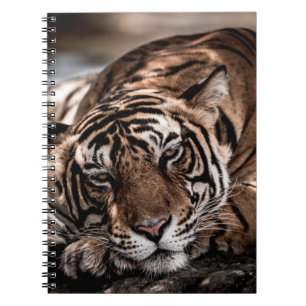 Rainthambourde wilde männliche Tigerin Fine Art Bi Notizblock