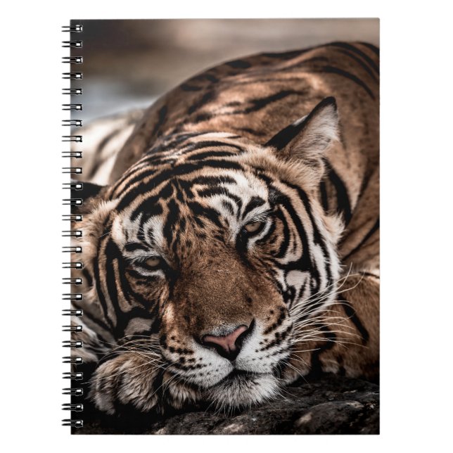 Rainthambourde wilde männliche Tigerin Fine Art Bi Notizblock (Vorderseite)