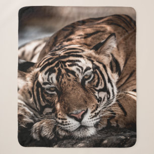 Rainthambourde wilde männliche Tigerin Fine Art Bi Sherpadecke