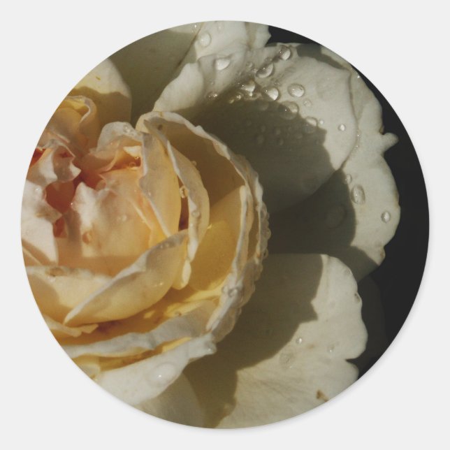 Raintrops auf Champagner Creme Weiße Rose Blüte Runder Aufkleber (Vorderseite)