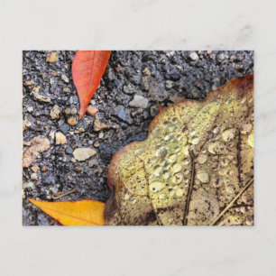 Rainy Blätter Postcard Postkarte