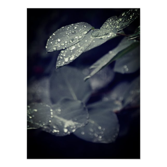 Rainy Blätter Poster (Vorderseite)