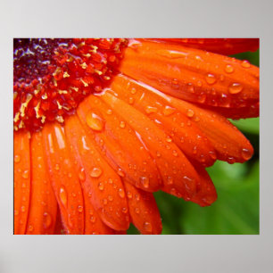 Rainy Daisy Poster