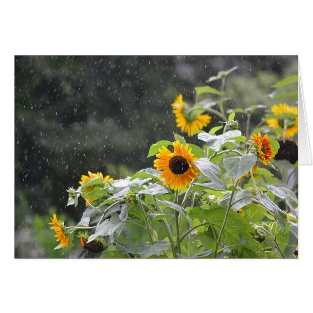 Rainy Day Sonnenblumen (Vorderseite (Horizontal))