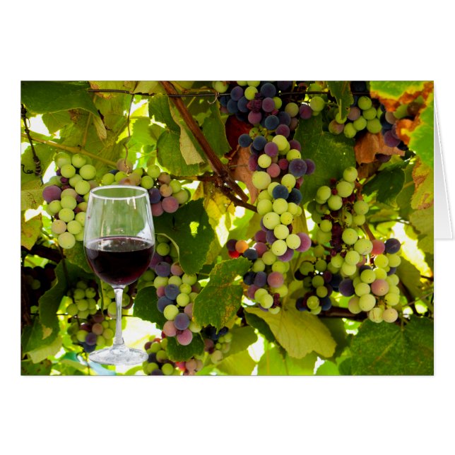 Raisins pourpres poussant sur la vigne avec Winegl (Devant horizontal)