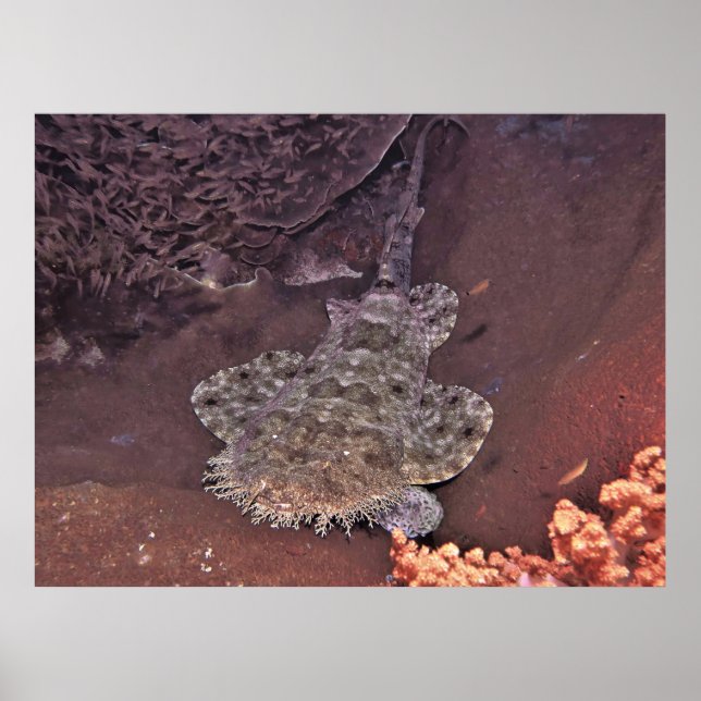 Raja Ampat Wobbegong Poster (Vorne)