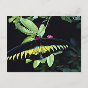 Rajah Brookes männliche Birdwing, Malaysia Postkarte