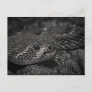 Ralph the Reptile Postkarte