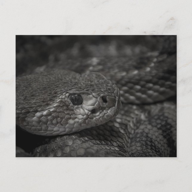 Ralph the Reptile Postkarte (Vorderseite)