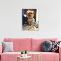 Ralphie der Teacup Yorkie - Einer dieser Tage