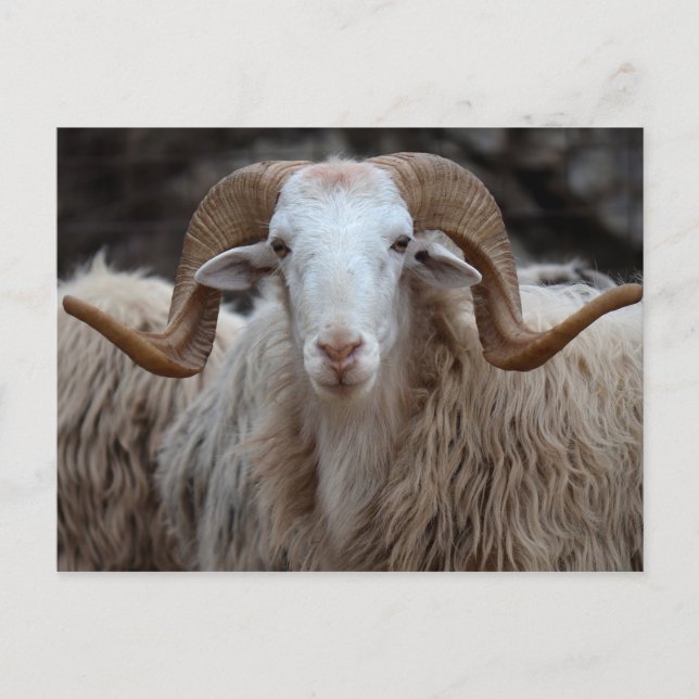 Ram - Animal Postcard Postkarte (Vorderseite)