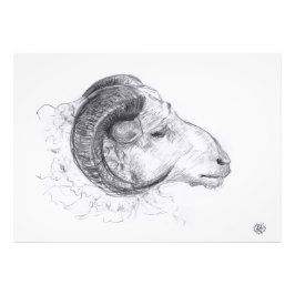 Ram - Dessin original - Impression photo