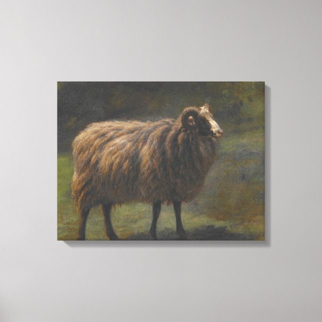 Ram (männliche Schafe) auf dem Bauernhof (von Rosa Leinwanddruck (Vorderseite)