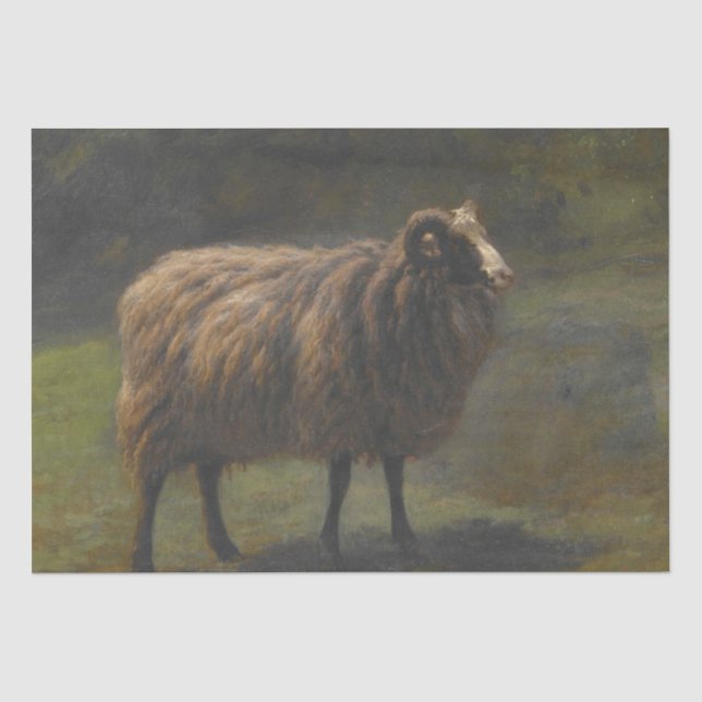 Ram (männliche Schafe) auf dem Bauernhof (von Rosa Seidenpapier (Vorderseite)