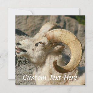 Ram oder Bighorn Sheep Laghing