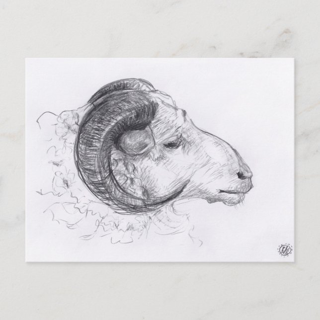 Ram Original Zeichnend Postkarte (Vorderseite)