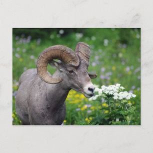 Ram - Riechen der Blume Postkarte