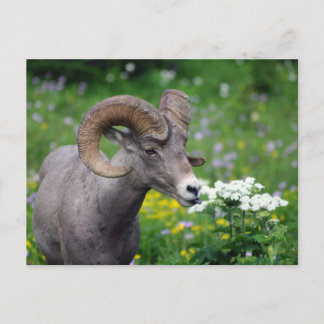 Ram - Riechen der Blume Postkarte