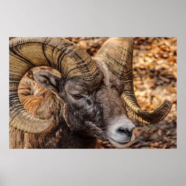 Ram Sheep Mountain Nature Wall Poster (Vorne)