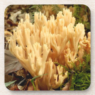 Ramaria stricta Fungi Dessous de verre en plastiqu