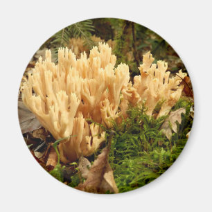 Ramaria stricta Fungi Magnet