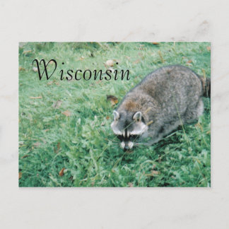 Ramblin' Raccoon Postkarte