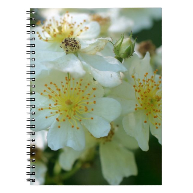 Rambling Rose Blume Nature Notebook Notizblock (Vorderseite)