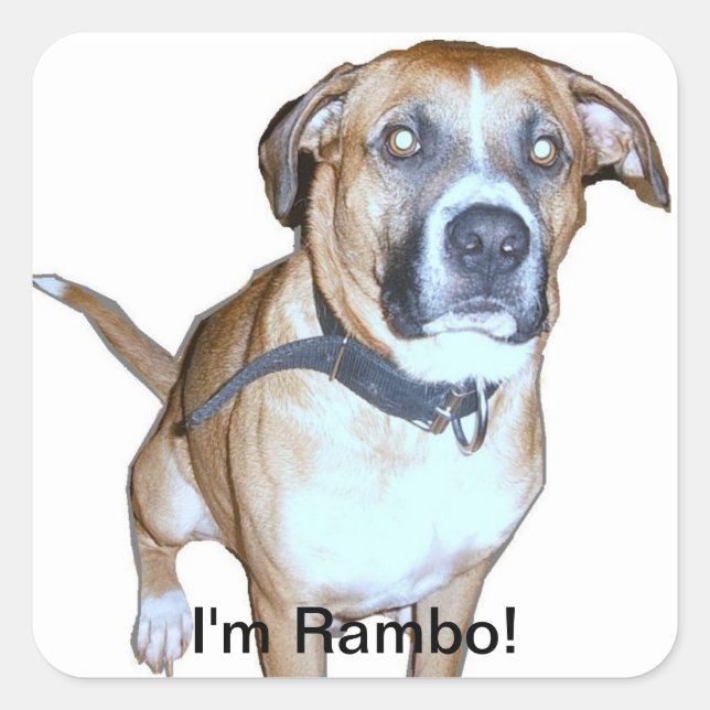 Rambo-Hundeaufkleber Quadratischer Aufkleber (Vorderseite)