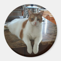 Rambo - Orange Kitty