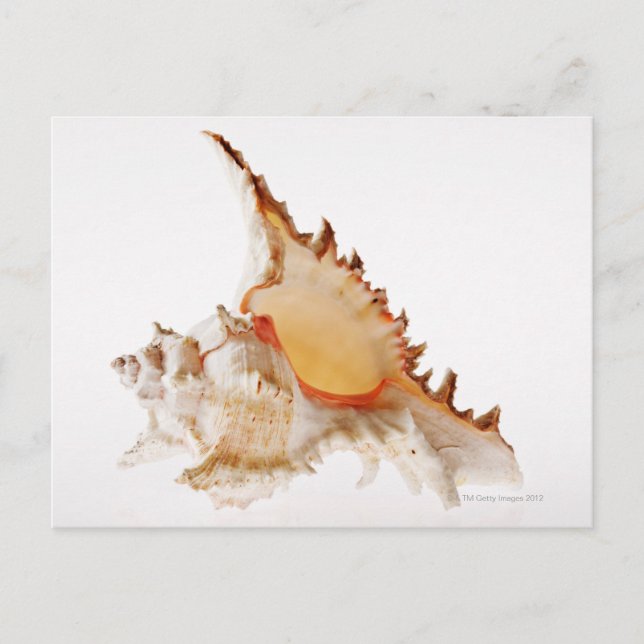 Ramose Murex (Chicoreus ramosus) Muschel gegen Postkarte (Vorderseite)