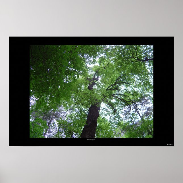 Ramsey Canopy Poster (Vorne)