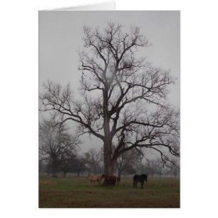 Ranch II de rivière de lune