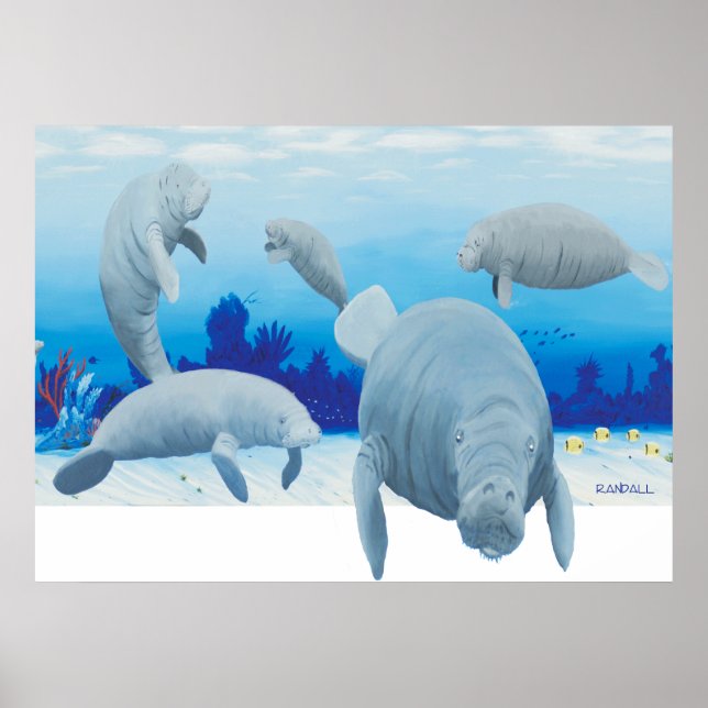 Randalls Manatees Poster (Vorne)