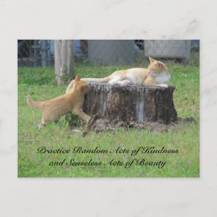 Random Acts of Kindness Postcard - Momma Kitty Postkarte