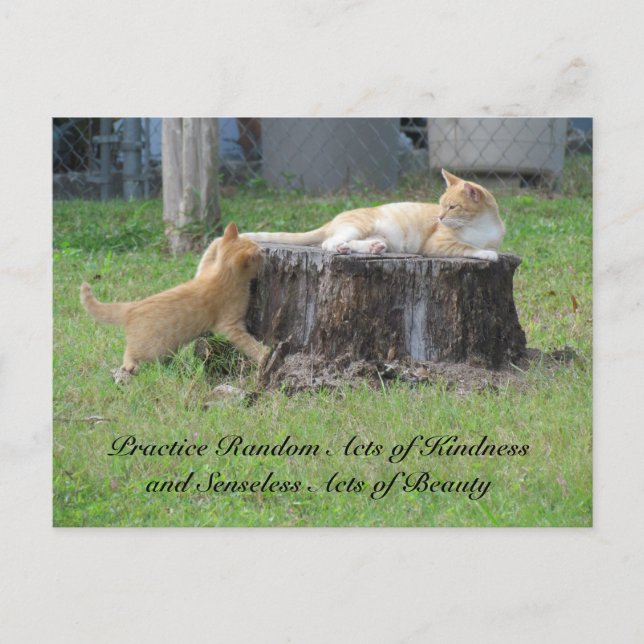 Random Acts of Kindness Postcard - Momma Kitty Postkarte (Vorderseite)