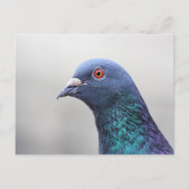 Random Pigeon Postkarte