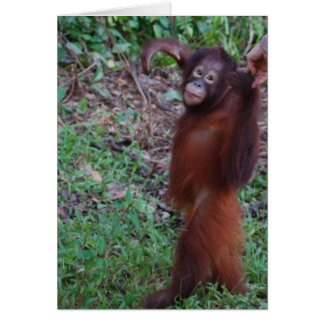 Randonnée dans la forêt tropicale de l'Orangoutan