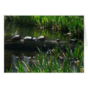 Rangée de tortues Green Nature Photo
