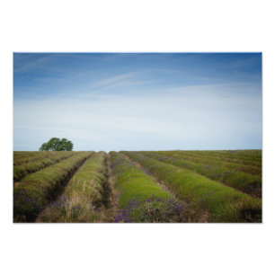 Rangées de lavande après copie de photo de réco