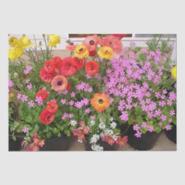 Rannunculus Spring Bulbs Birthday Pink Garden Seidenpapier