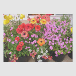 Rannunculus Spring Bulbs Birthday Pink Garden Seidenpapier