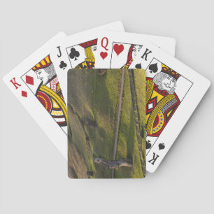 Rano Raraku, Rapa Nui, Osterinsel, Chile Spielkarten