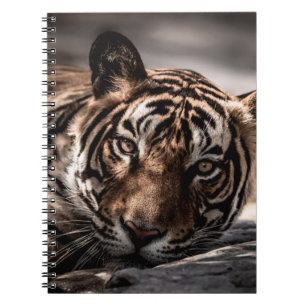 Ranthambore-Wild-Tiger-Männchen Fine-Art-Bildportr Notizblock