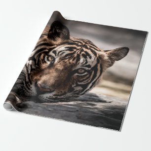 Ranthambore Wilder männlicher Tiger Fine-Art-Bildp Geschenkpapier