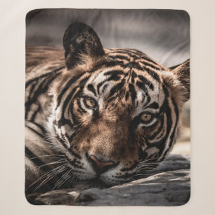 Ranthambore-Wildtiger-Männchen Fine-Art-Bildporträ Sherpadecke