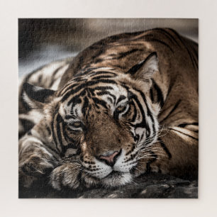 Ranthambourtiger: nah-up fine art.